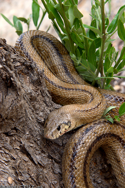 Culebra de escalera (Rhinechis scalaris)